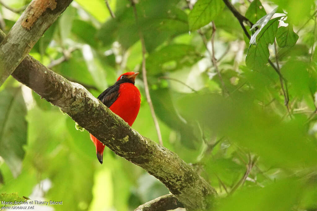 Black-necked Red Cotinga