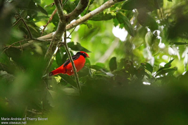 Black-necked Red Cotinga, identification