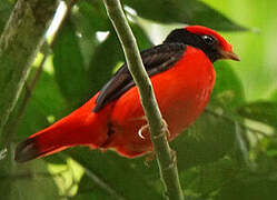 Black-necked Red Cotinga