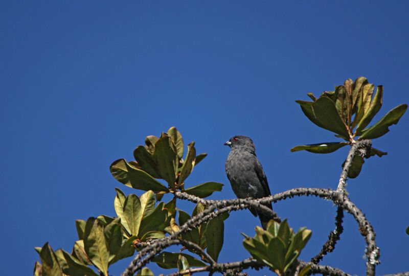 Cotinga à huppe rouge