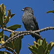 Cotinga à huppe rouge