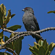 Red-crested Cotinga