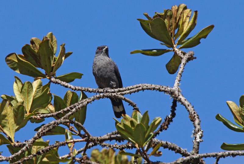 Red-crested Cotinga