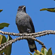 Cotinga à huppe rouge