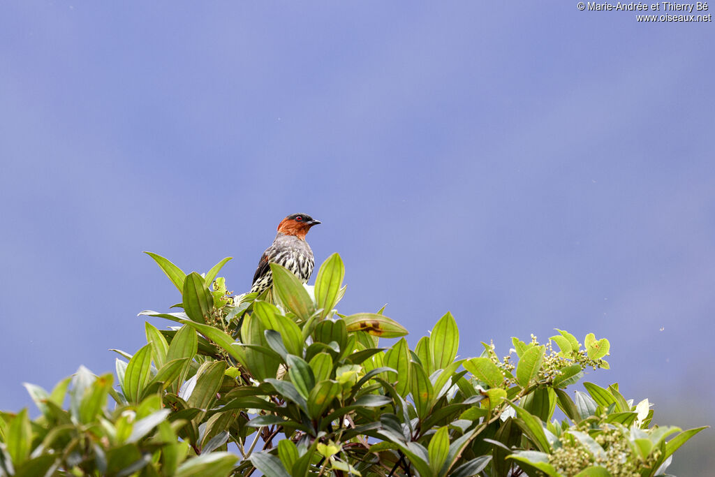 Cotinga à tête rousse