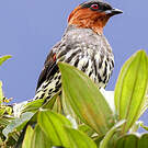 Cotinga à tête rousse
