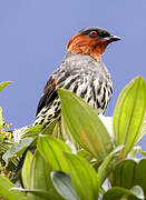 Chestnut-crested Cotinga