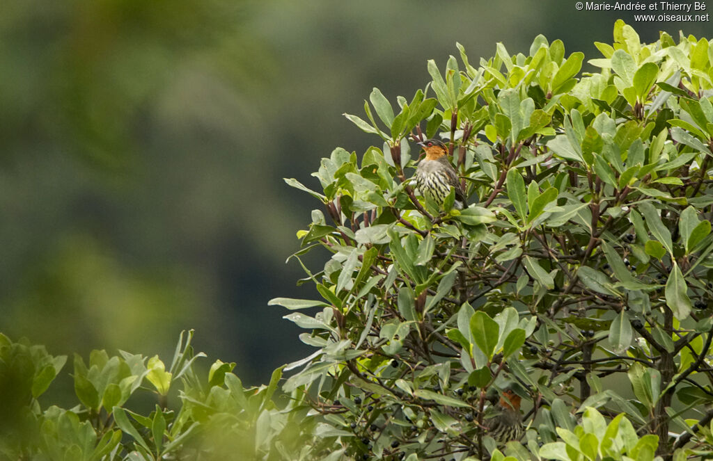 Chestnut-crested Cotinga