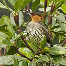 Cotinga à tête rousse