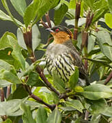 Chestnut-crested Cotinga