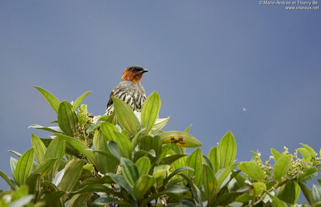 Cotinga à tête rousse