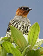 Chestnut-crested Cotinga