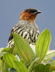 Cotinga à tête rousse