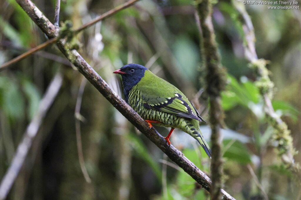 Cotinga barré mâle
