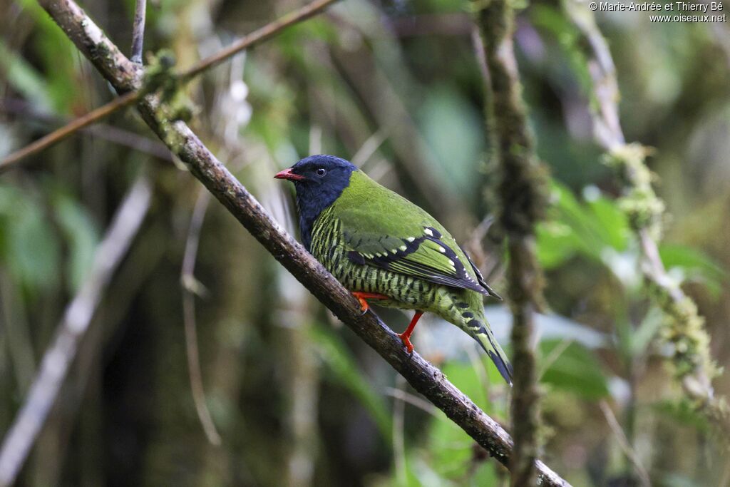 Barred Fruiteater male