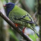 Cotinga barré