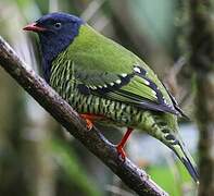 Barred Fruiteater