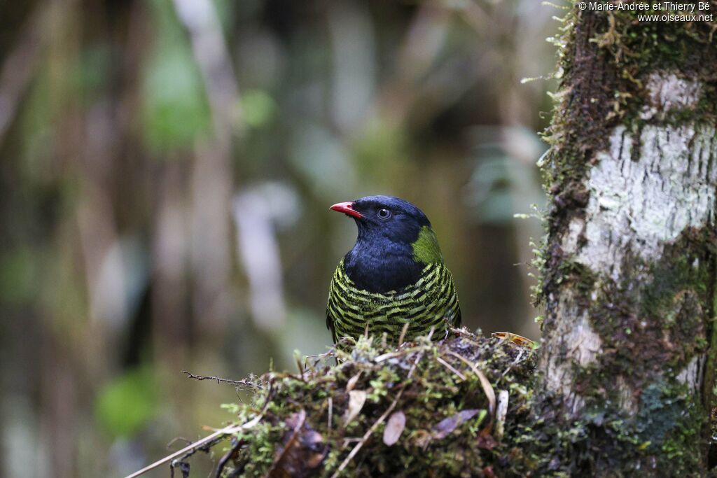 Barred Fruiteater male