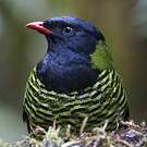 Cotinga barré