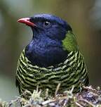 Cotinga barré