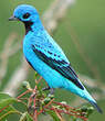 Cotinga bleu