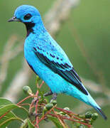 Cotinga bleu