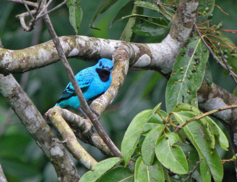 Blue Cotinga