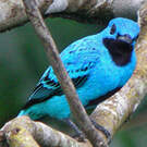 Cotinga bleu