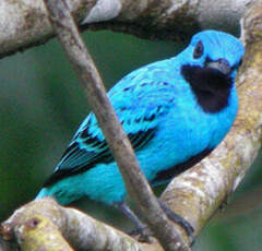 Cotinga bleu