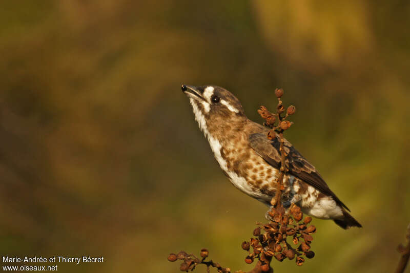 Cotinga d'Isabelleimmature, mange