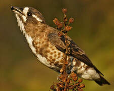 White-browed Purpletuft