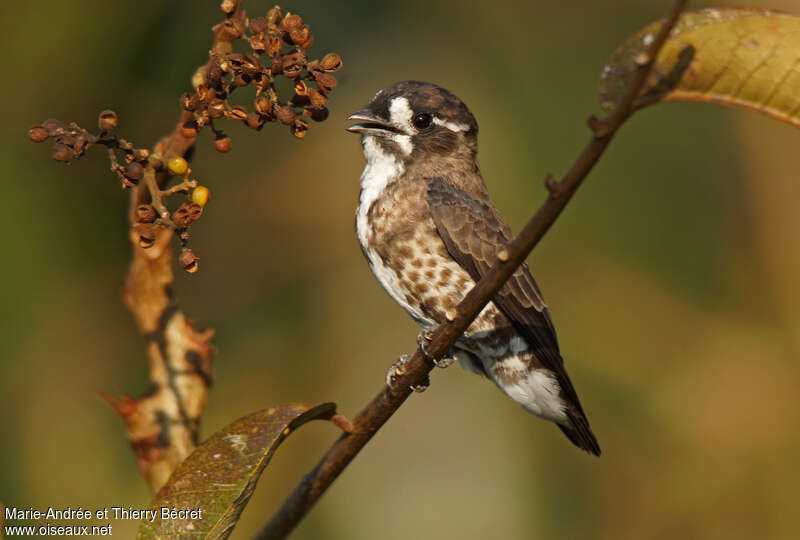 White-browed Purpletuftimmature, identification