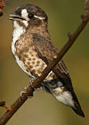 White-browed Purpletuft