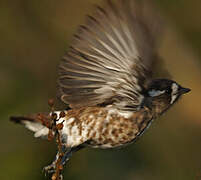 White-browed Purpletuft