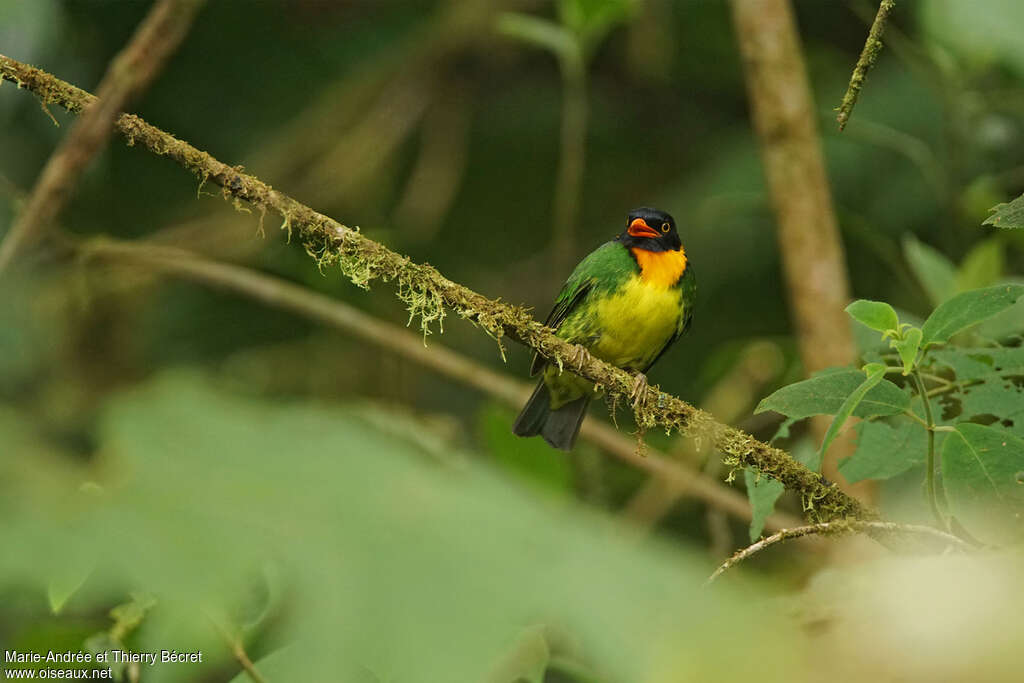 Orange-breasted Fruiteater male adult, identification