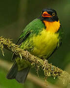 Orange-breasted Fruiteater