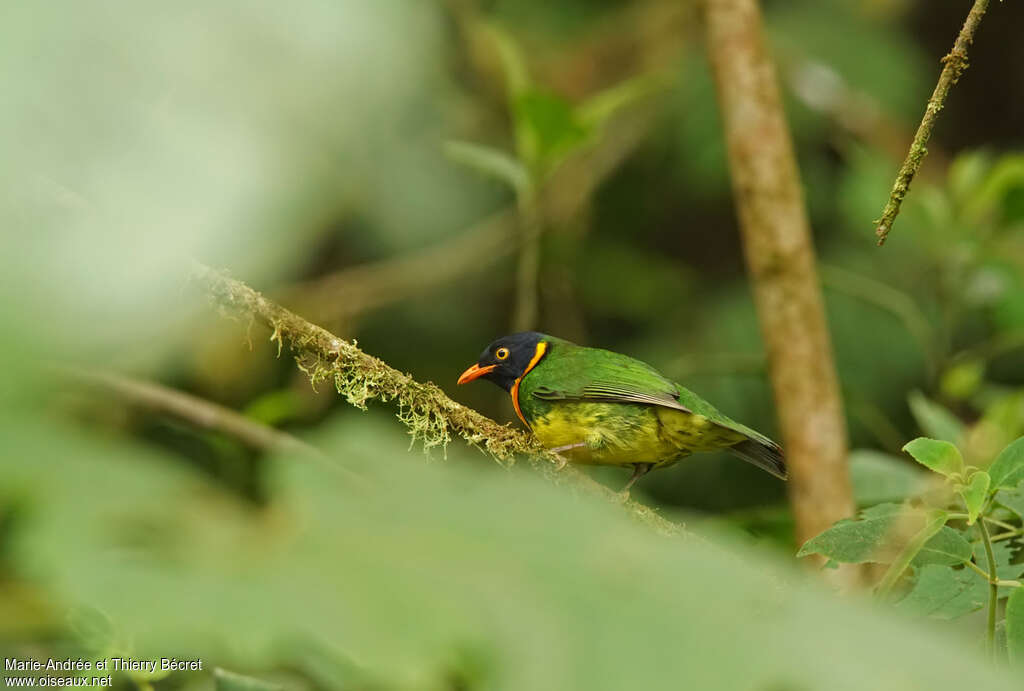 Cotinga jucunda mâle adulte, identification