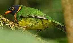 Cotinga jucunda