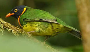 Orange-breasted Fruiteater