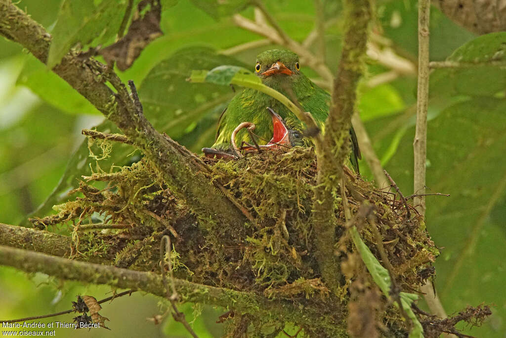 Cotinga jucunda, camouflage, Nidification