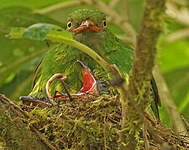 Cotinga jucunda