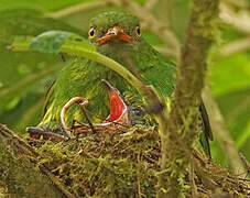 Orange-breasted Fruiteater