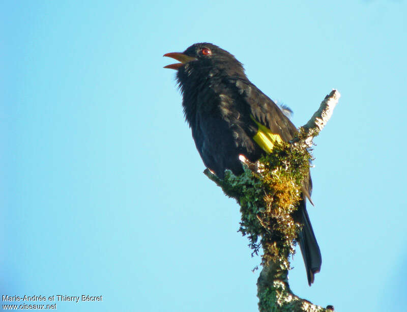 Cotinga noir