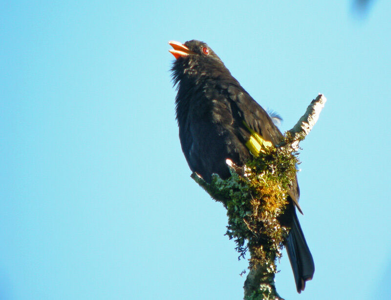 Cotinga noir