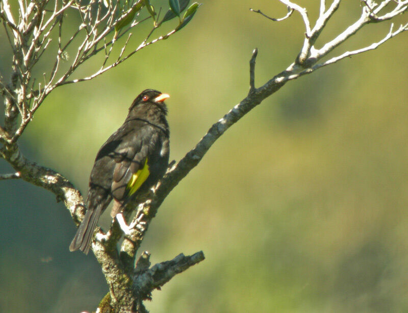 Black-and-gold Cotinga