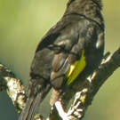 Cotinga noir