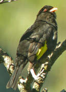 Black-and-gold Cotinga