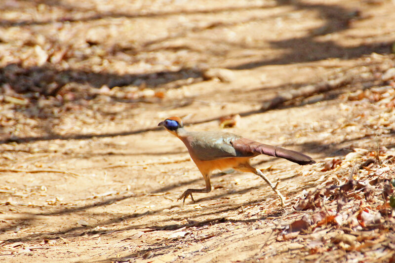 Red-capped Coua