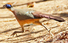 Red-capped Coua