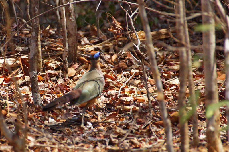 Coua à tête rousse